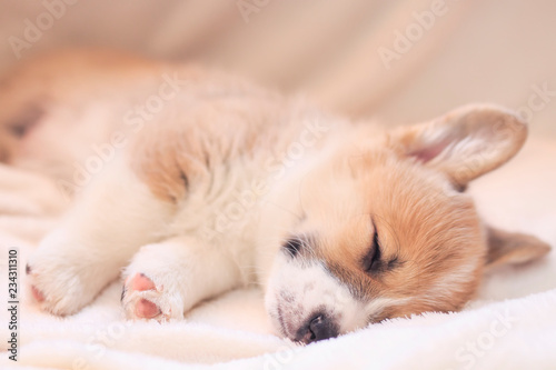cute little puppy sleeps sweetly on a white fluffy blanket stretching out his hairy legs