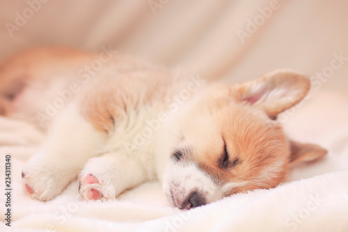 cute  puppy sleeps sweetly on a white fluffy blanket stretching out his hairy legs © nataba