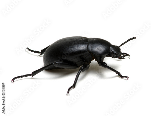 Tela black beetle on white