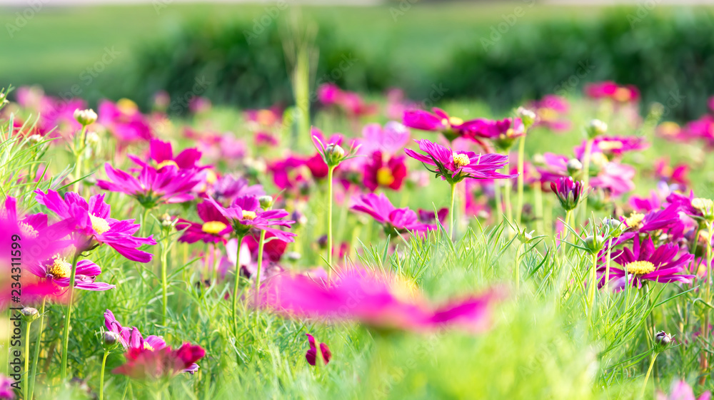 Naklejka premium bright dark pink Cosmos Flower Field nature landscape, background in vintage style
