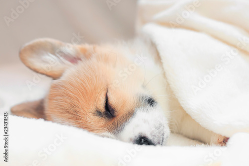  cute little puppy sweetly sleeping in a white bed under a blanket stretching legs
