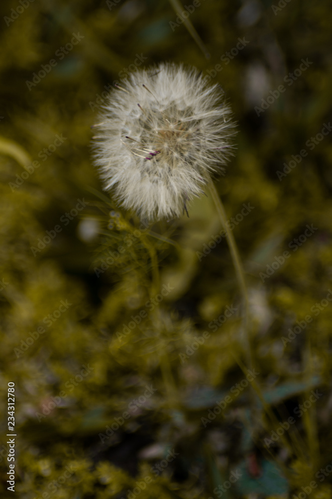 dandelion on green background