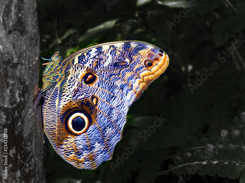 butterfly on the forest
