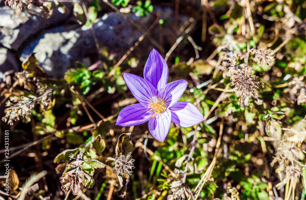 Mountain saffron (crocus) Mountain saffron (crocus)