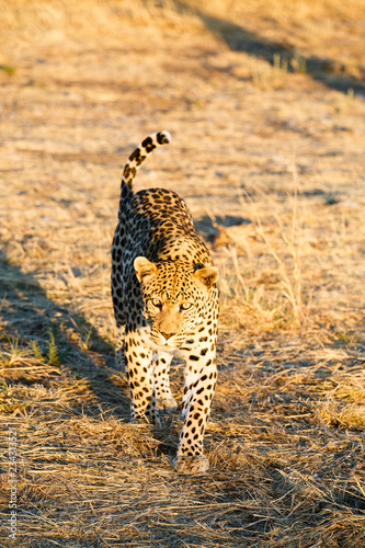 Leopard (Panthera pardus), laufend, Blickkontakt
