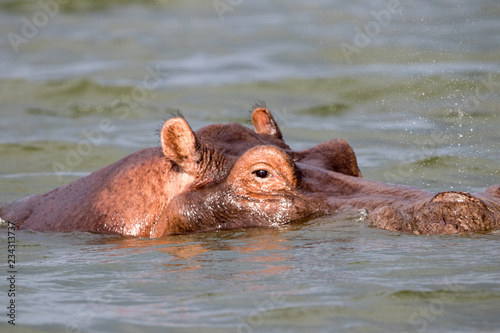 African hippopotamus