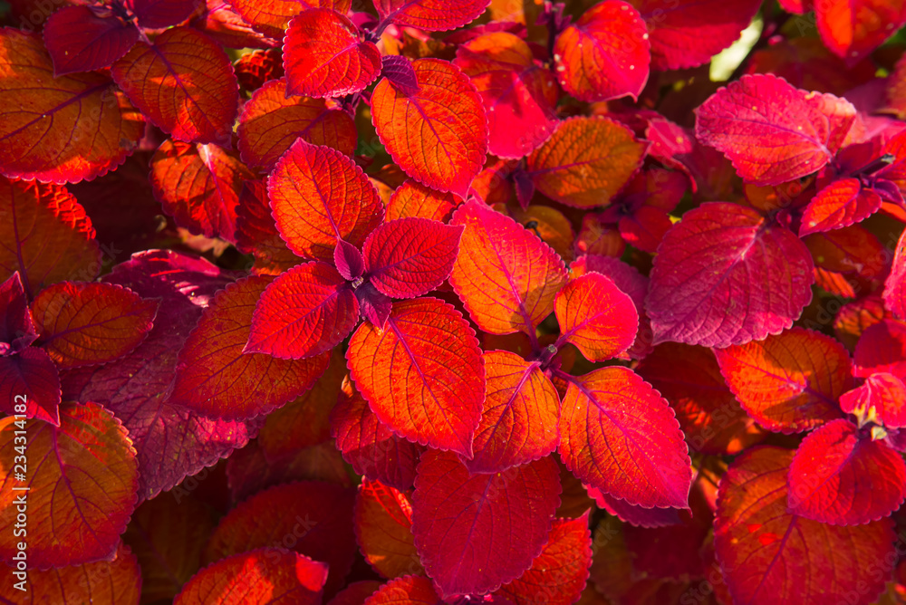 Top view bright red leaf foliage background. Ornamental redhead coleus shrub. Top view bright red leaf foliage background. Ornamental redhead coleus shrub.