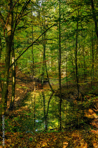 Das "Nonnenfließ" schlängelt sich durch den Herbstwald im gleichnamigen brandenburgischen Naturschutzgebiet