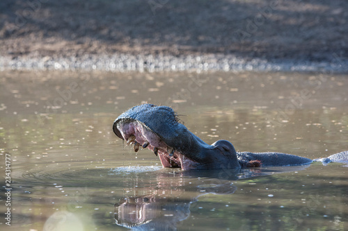 hippopotamus yawning i a waterhole
