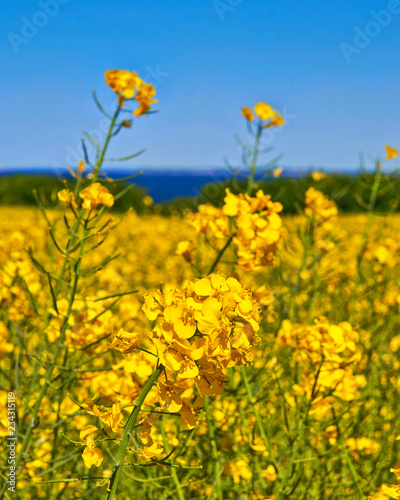 Close-up view of a yellow rape blossom field under blue sky.