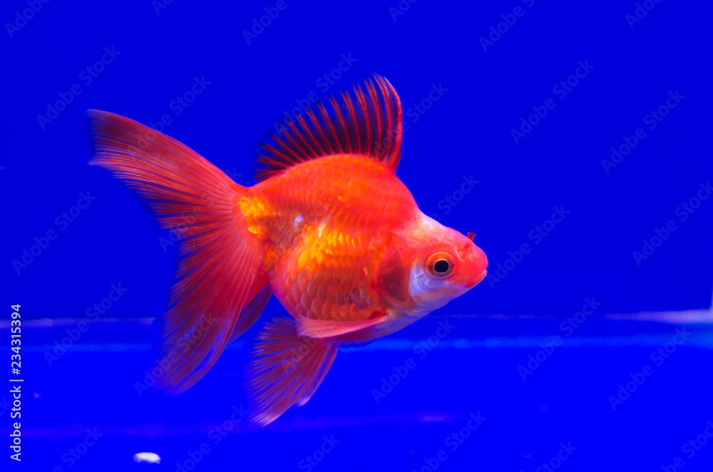 Goldfish in aquarium Goldfish in aquarium