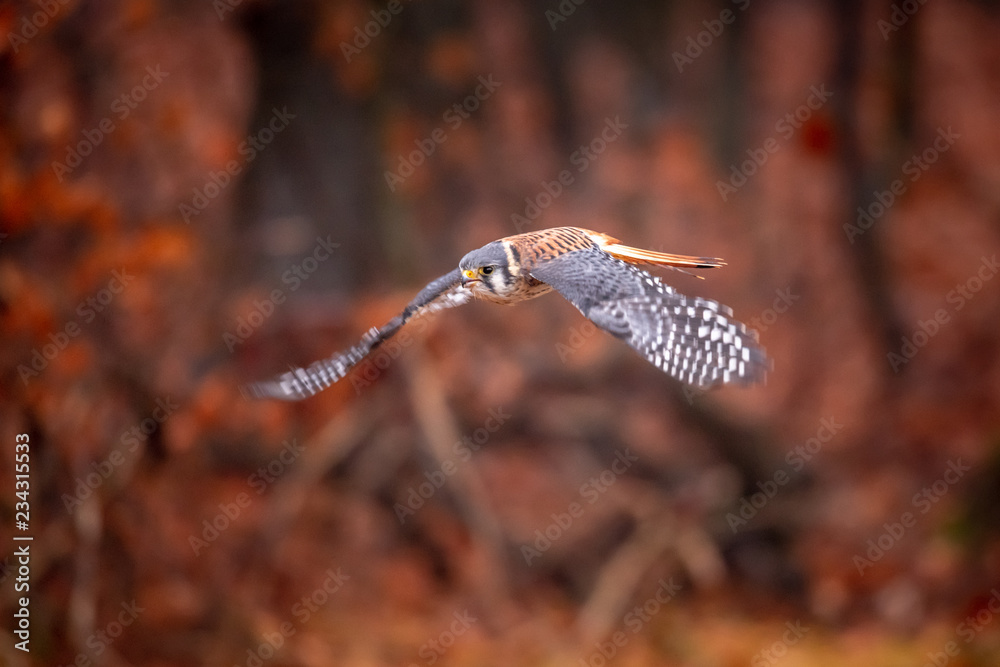 American Kestrel Falco sparverius sat on a branch in fall autumn in the woodland forest