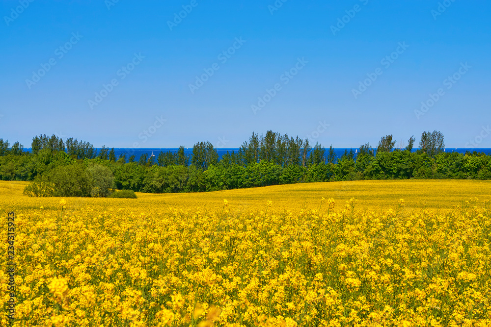 Rape field overlooking the Baltic Sea with sailboats.