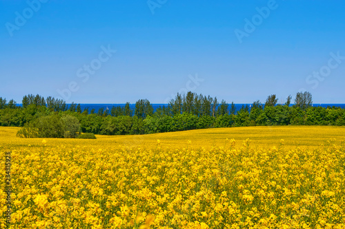 Rape field overlooking the Baltic Sea with sailboats. © DR pics