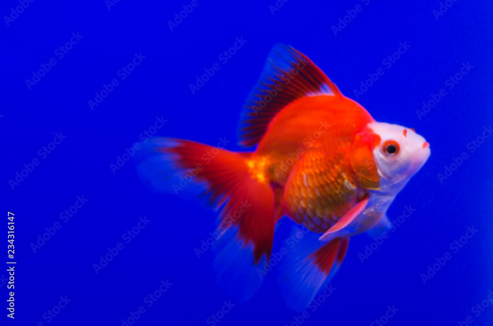 Goldfish in aquarium