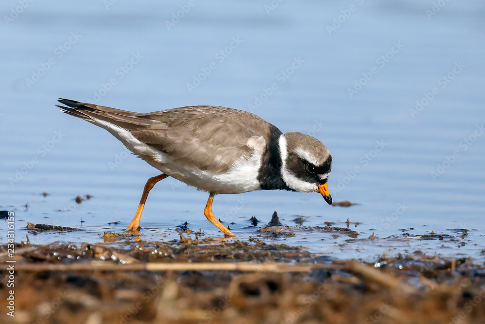 Common Ringed Plover