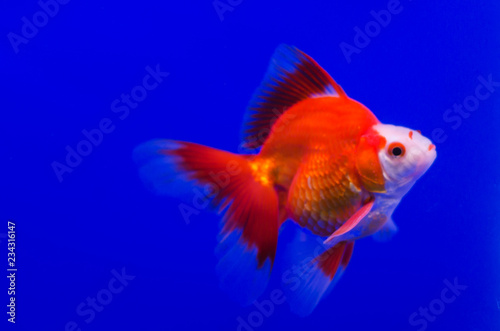 Goldfish in aquarium © oilchai