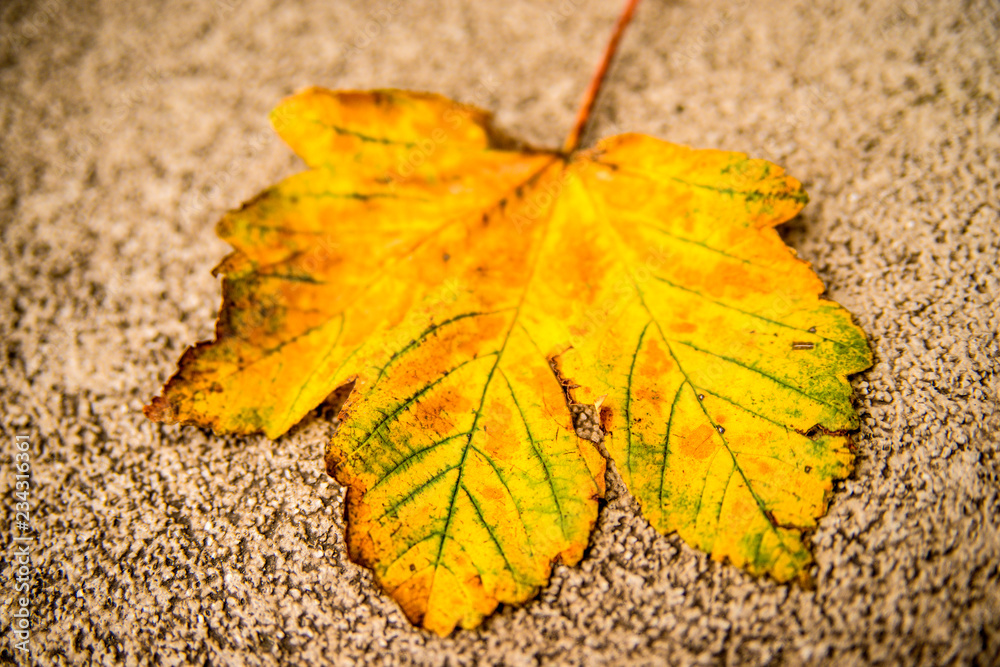 maple leaves in autumnal colors maple leaves in autumnal colors