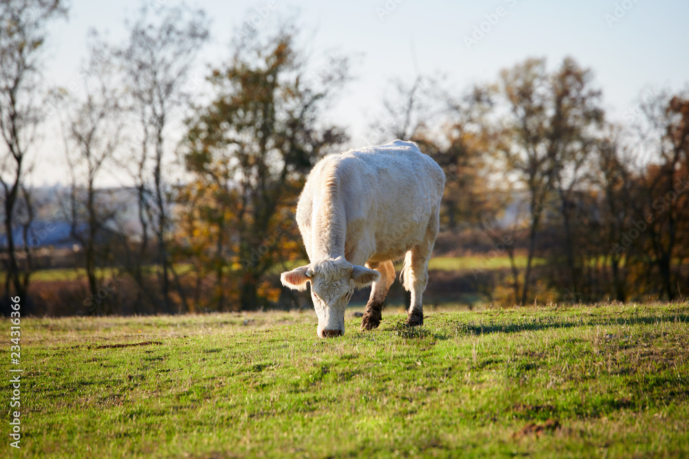 Obraz premium Vaches charolaises au pâturage en Auvergne