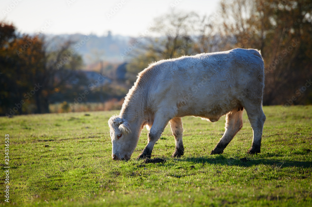 Vaches charolaises au pâturage en Auvergne Vaches charolaises au pâturage en Auvergne