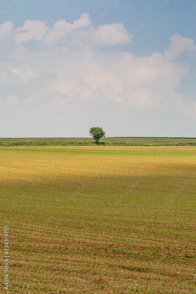 A Tree in a Field in France, Surrounded by Farmland