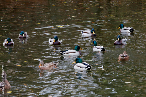 Stockente (Anas platyrhynchos) im Wasser photo