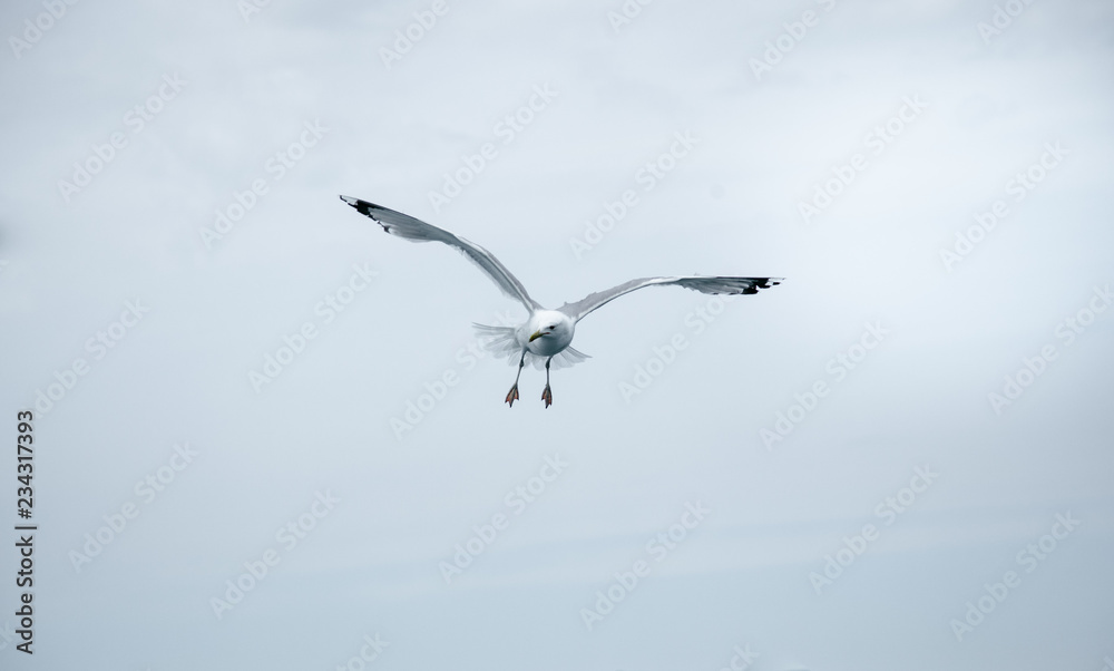 Obraz premium Black Sea Gulls