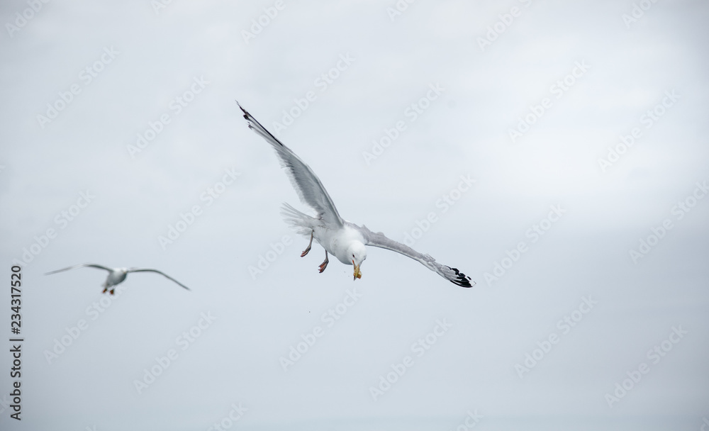 Fototapeta premium Black Sea Gulls