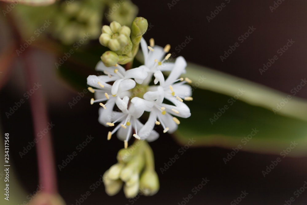 Flowers of a Seven Son Bush (Heptacodium miconioides) Flowers of a Seven Son Bush (Heptacodium miconioides)