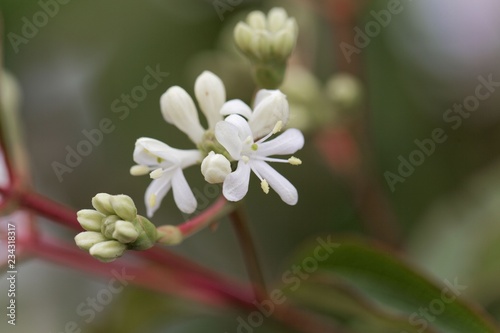 Flowers of a Seven Son Bush (Heptacodium miconioides)