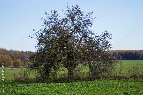 wild old apple tree