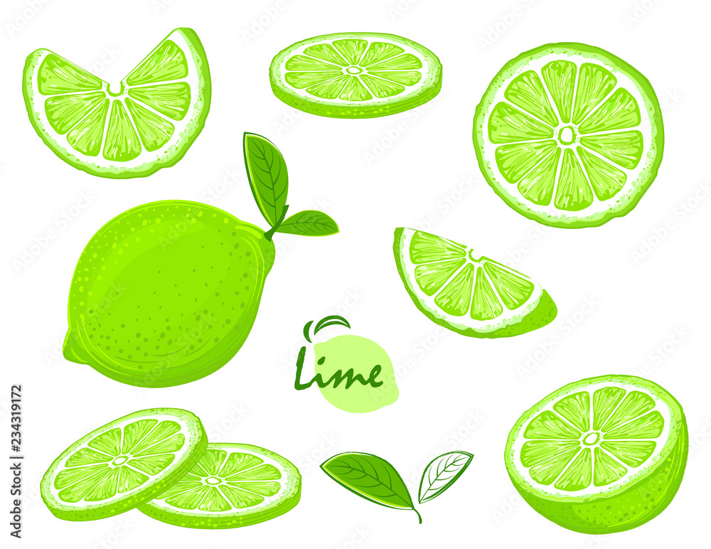 Fresh Lime fruits, vector collection of illustrations