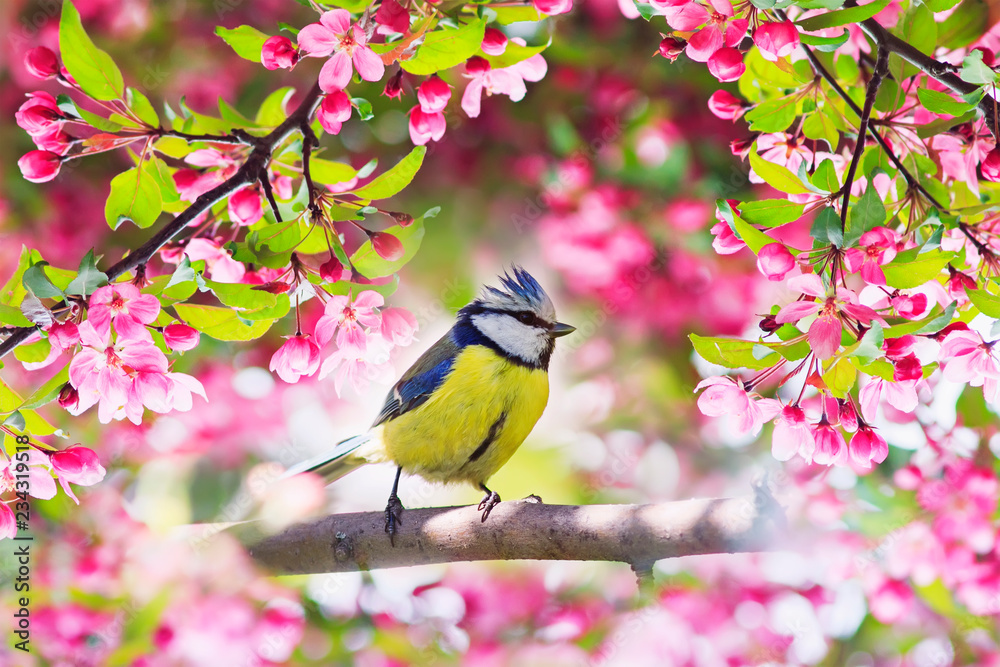 Naklejka premium piękny mały ptak sikora siedzi w maju wiosenny ogród otoczony różowymi pachnącymi kwiatami jabłoni
