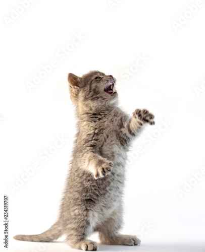 Fototapeta Naklejka Na Ścianę i Meble -  Cute gray kitten standing on his two legs isolated on white.