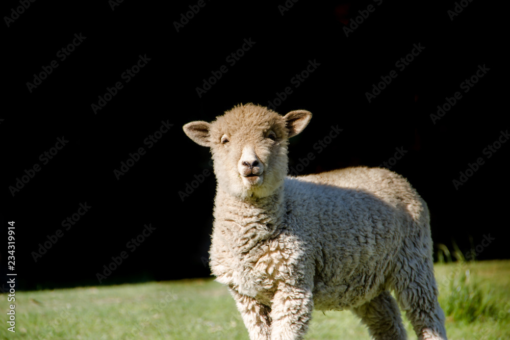 portrait of lamb in the field with black background