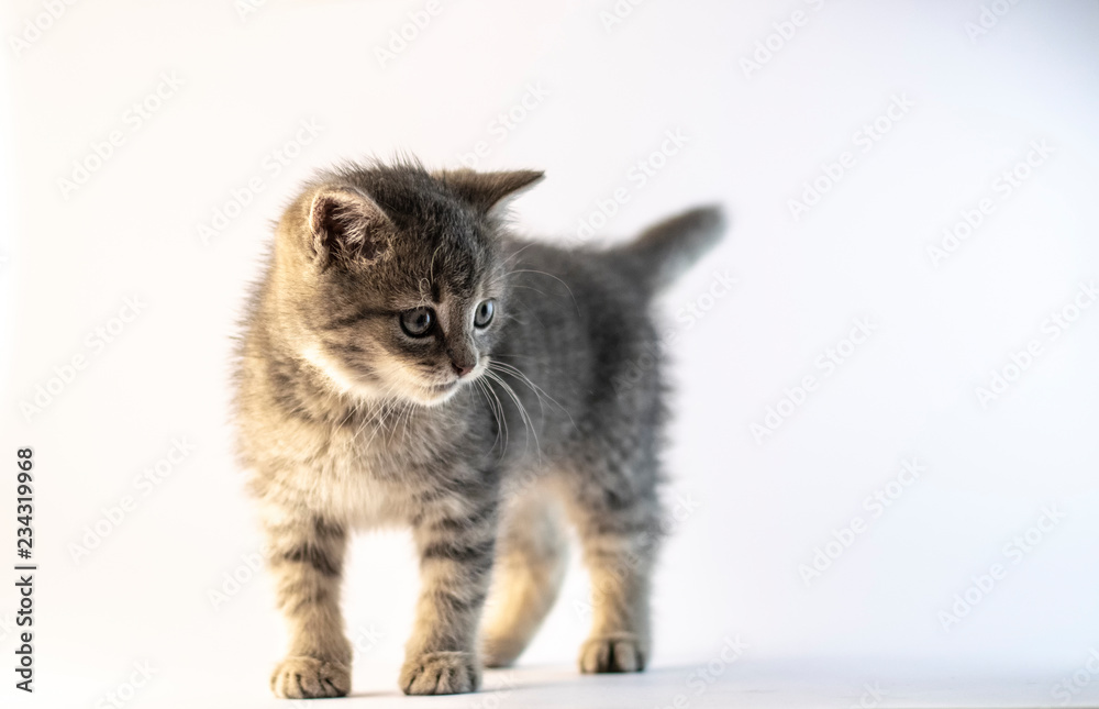 Cute gray cat standing and looking to the right. Shallow dof, close up, portrait photo.