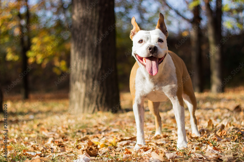 Happiness dog portrait Happiness dog portrait