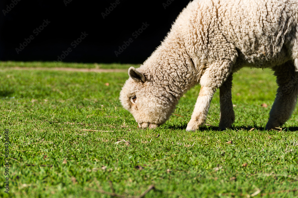 Obraz premium portrait of lamb grazing in the field
