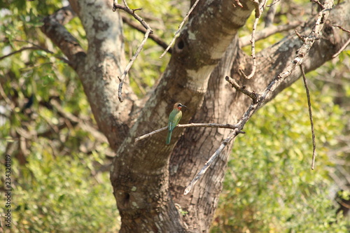 White fronted bee eater