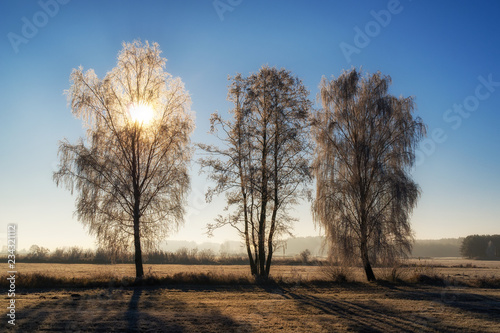 Słoneczny, mroźny poranek, drzewa i łąki pokryte szronem, Polska, Podlasie