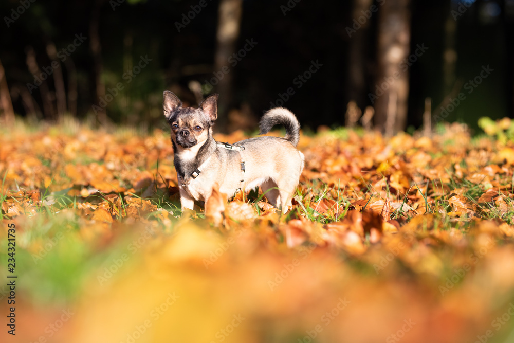 Chihuahua beim Gassi gehen im Herbst