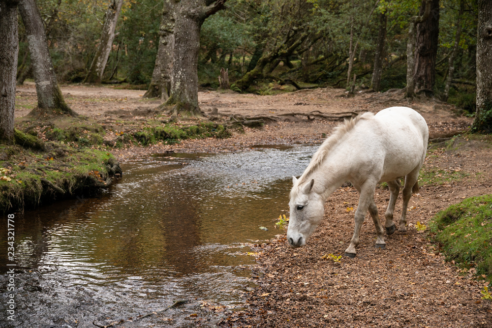 Beautiful portrait of New Forest pony in Autumn woodland landscape with vibrant Fall color all around Beautiful portrait of New Forest pony in Autumn woodland landscape with vibrant Fall color all around