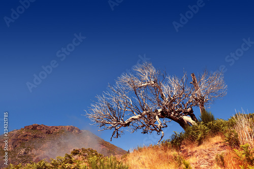 old tree on Portuguese island of Madeira photo