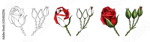 Roses hand drawing and colored. A blossoming rosebud. Vector illustration.