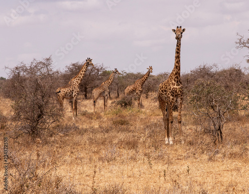 Photography Giraffe