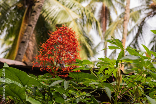 Beautiful flowers growing in Goa  India with bokeh 