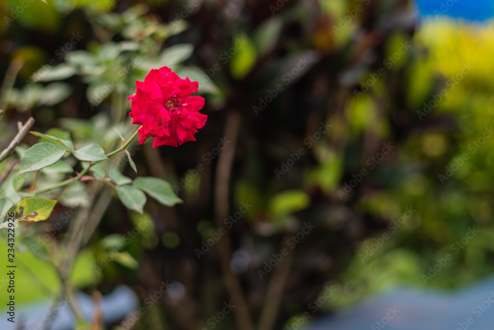 Beautiful flowers growing in Goa, India with bokeh 