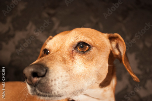 beautiful dog with magnetic eyes