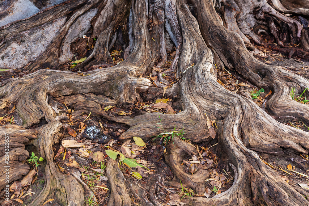 root system of an old tree root system of an old tree