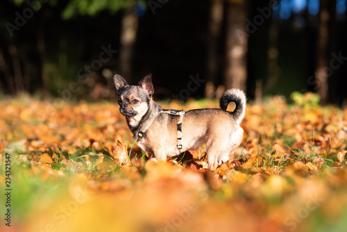 Chihuahua beim Gassi gehen im Herbst